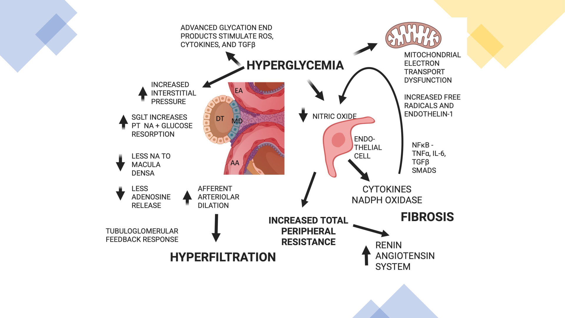Nephrology for the Non-Nephrologist slide 11