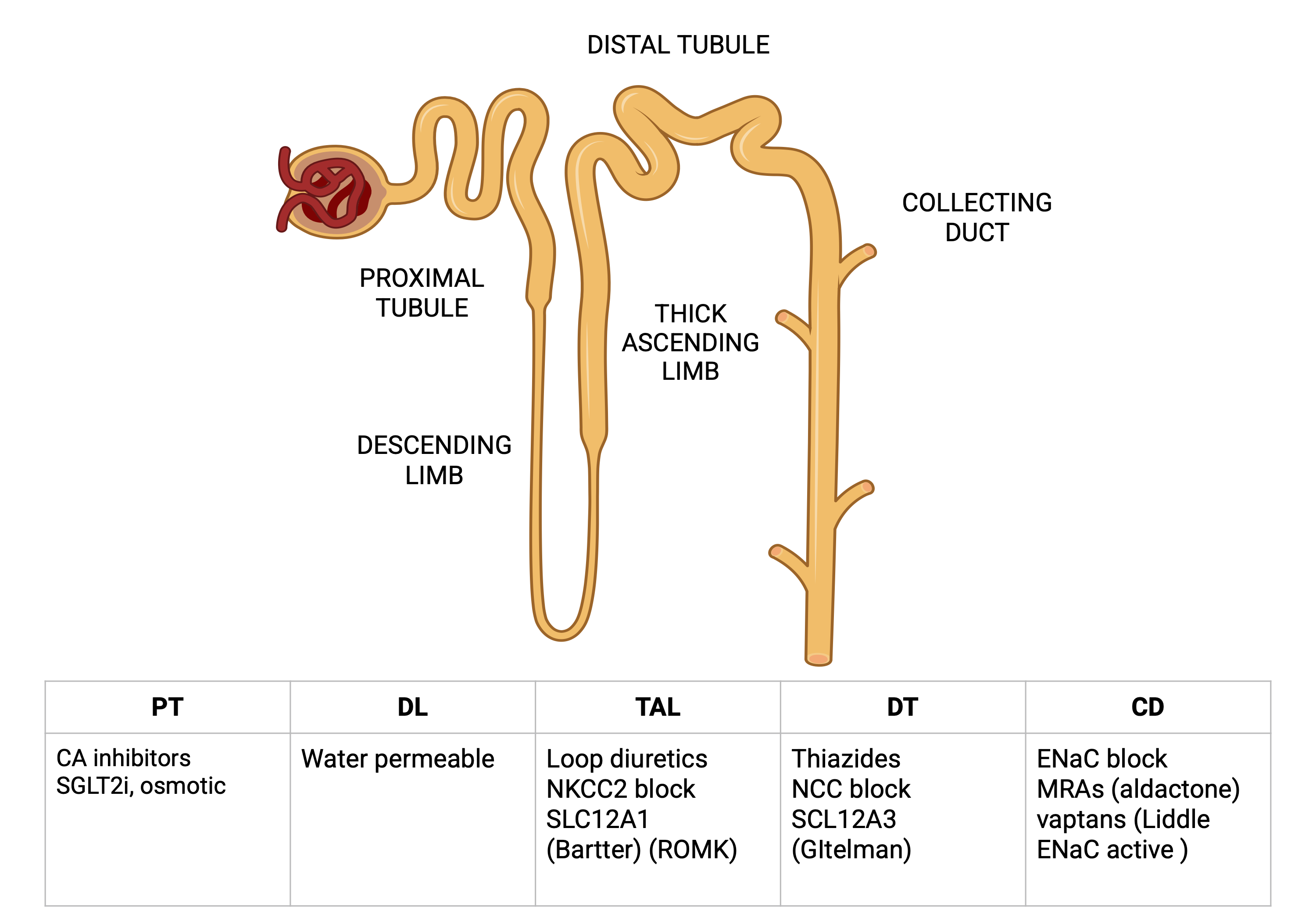 Nephron diagram showing sites of action for carbonic anhydrase inhibitors, SGLT2 inhibitors, osmotic agents, loop diuretics, thiazides, ENaC blockers, mineralocorticoid receptor antagonists, and vaptans.